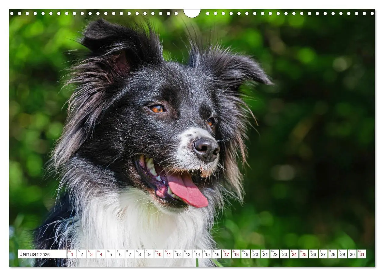 Bild: 9783457383759 | Border Collie - Das Universalgenie unter den Hunden (Wandkalender...
