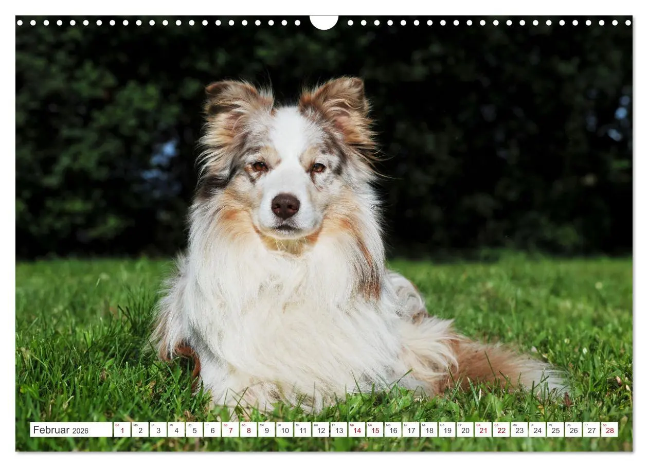 Bild: 9783457383759 | Border Collie - Das Universalgenie unter den Hunden (Wandkalender...