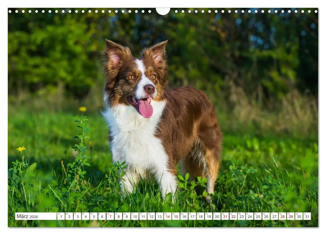 Bild: 9783457383759 | Border Collie - Das Universalgenie unter den Hunden (Wandkalender...