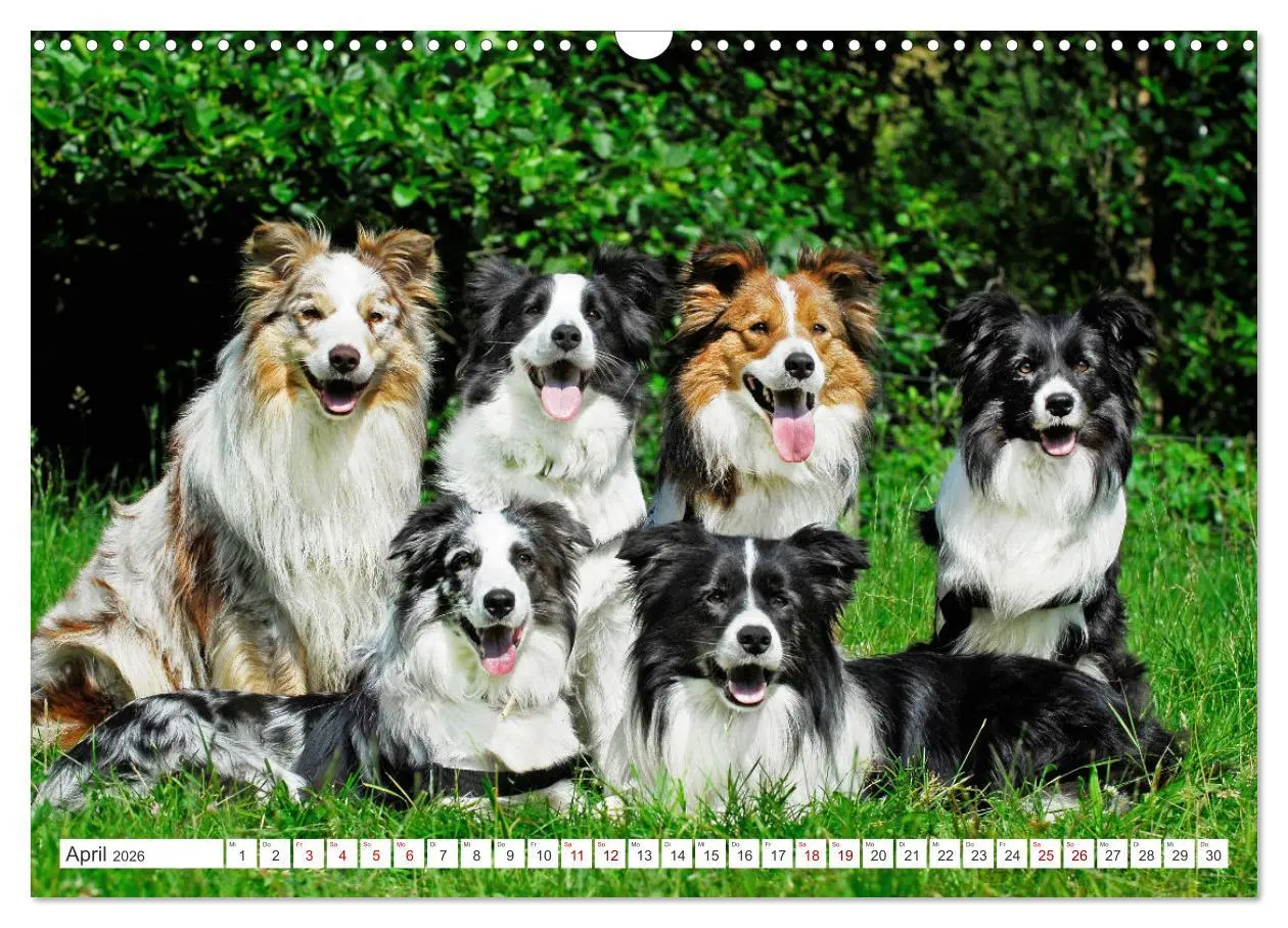 Bild: 9783457383759 | Border Collie - Das Universalgenie unter den Hunden (Wandkalender...
