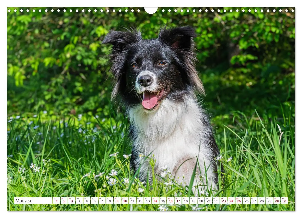 Bild: 9783457383759 | Border Collie - Das Universalgenie unter den Hunden (Wandkalender...