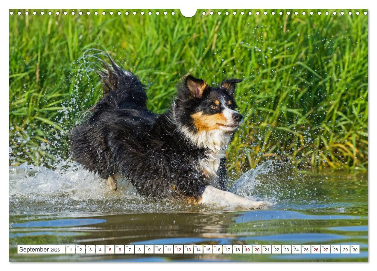 Bild: 9783457383759 | Border Collie - Das Universalgenie unter den Hunden (Wandkalender...