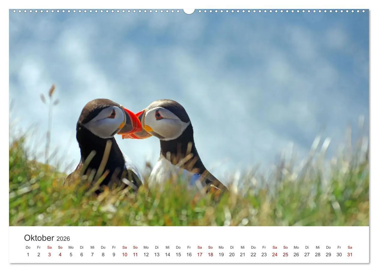 Bild: 9783457523759 | Papageitaucher - Clowns der nordischen Vogelwelt (Wandkalender 2026...