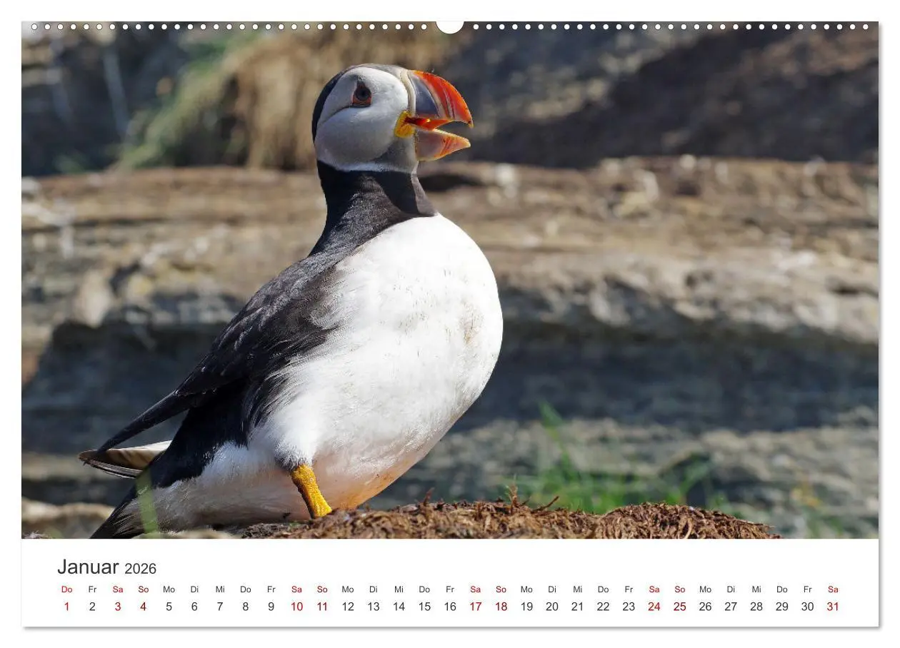 Bild: 9783457523759 | Papageitaucher - Clowns der nordischen Vogelwelt (Wandkalender 2026...