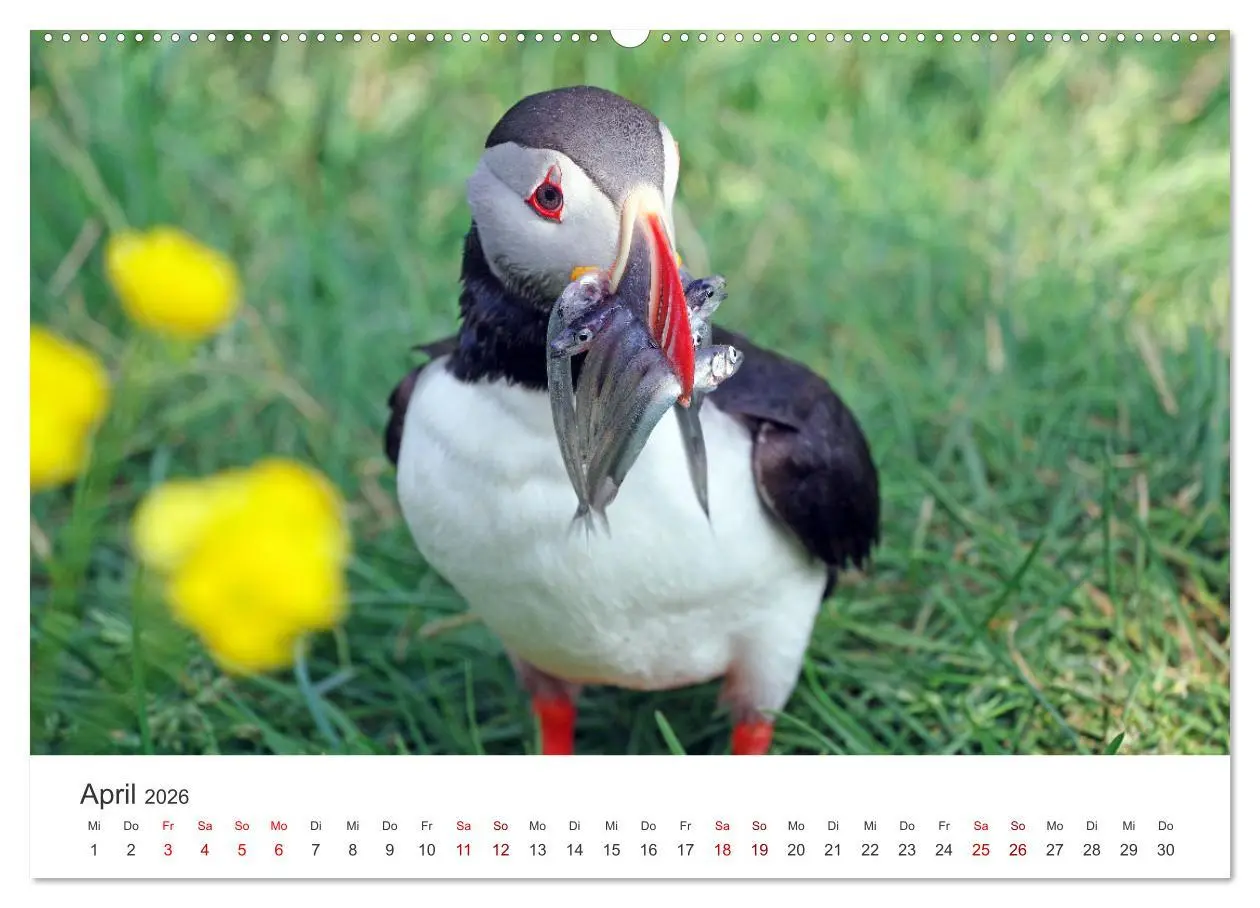 Bild: 9783457523759 | Papageitaucher - Clowns der nordischen Vogelwelt (Wandkalender 2026...