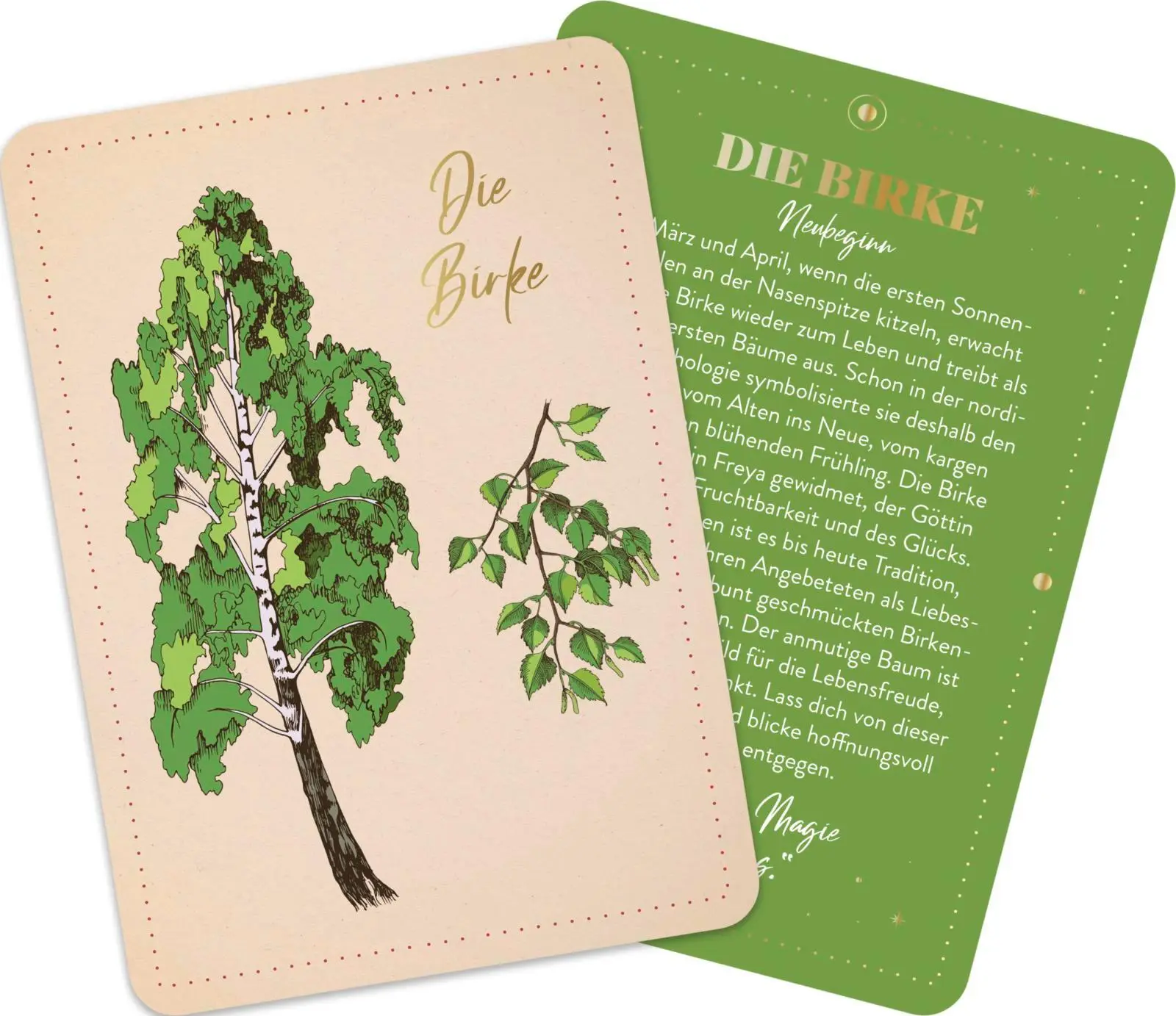 Bild: 9783848503759 | Orakelkarten: Die verborgene Kraft der Bäume | Kristin Funk | Buch