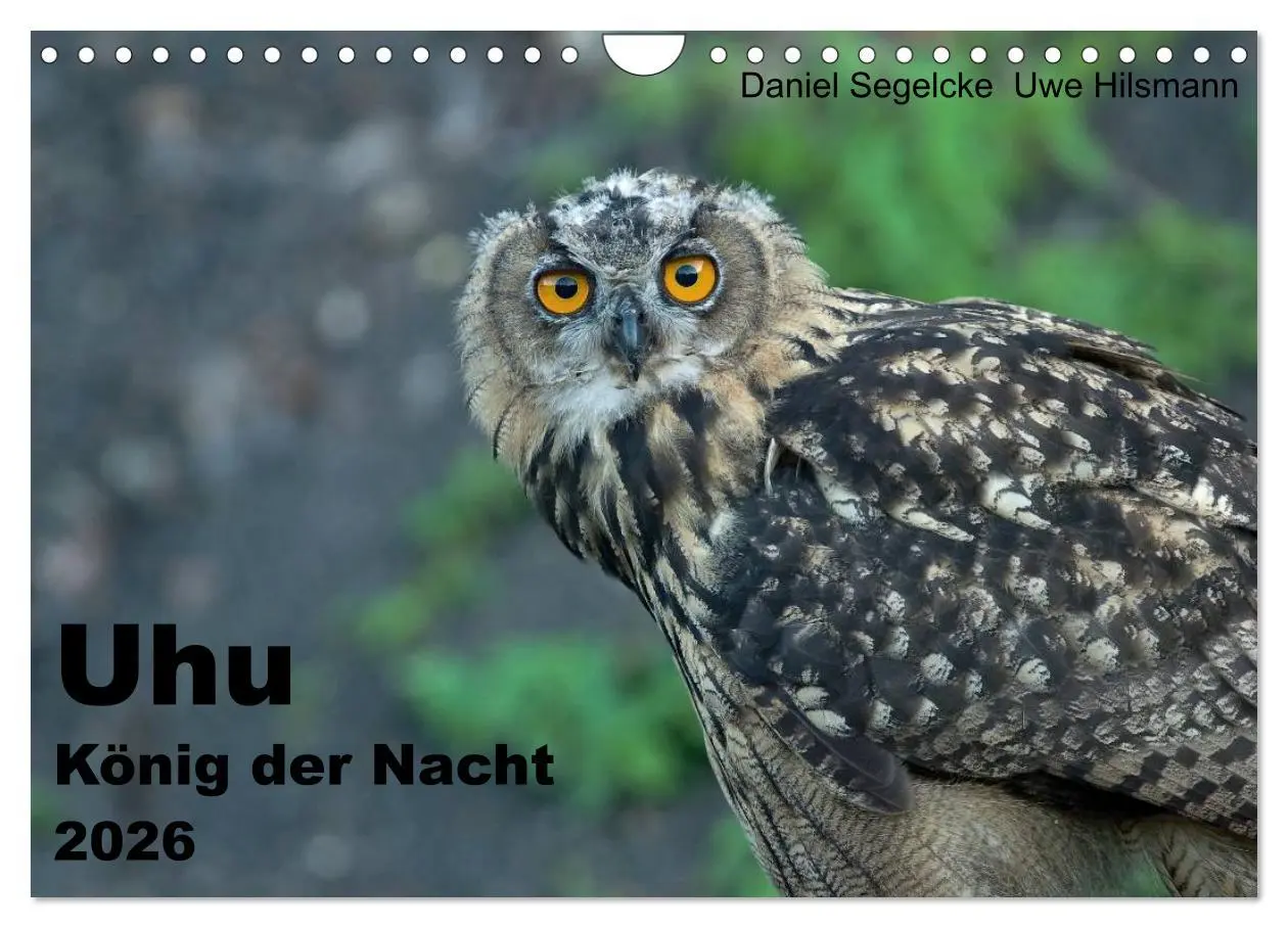 Cover: 9783516153859 | Uhu - König der Nacht (Wandkalender 2026 DIN A4 quer), CALVENDO...
