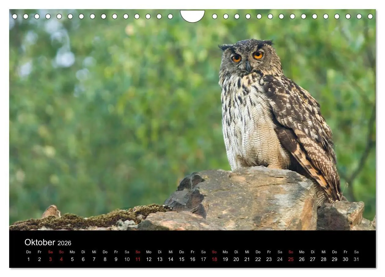 Bild: 9783516153859 | Uhu - König der Nacht (Wandkalender 2026 DIN A4 quer), CALVENDO...