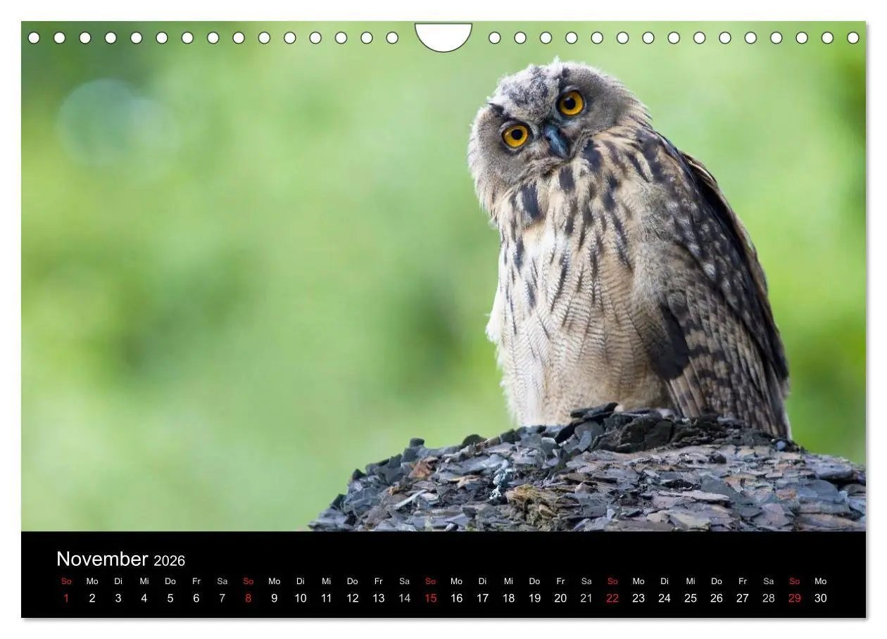 Bild: 9783516153859 | Uhu - König der Nacht (Wandkalender 2026 DIN A4 quer), CALVENDO...