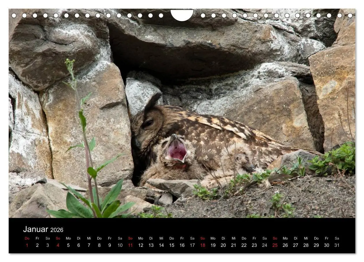 Bild: 9783516153859 | Uhu - König der Nacht (Wandkalender 2026 DIN A4 quer), CALVENDO...