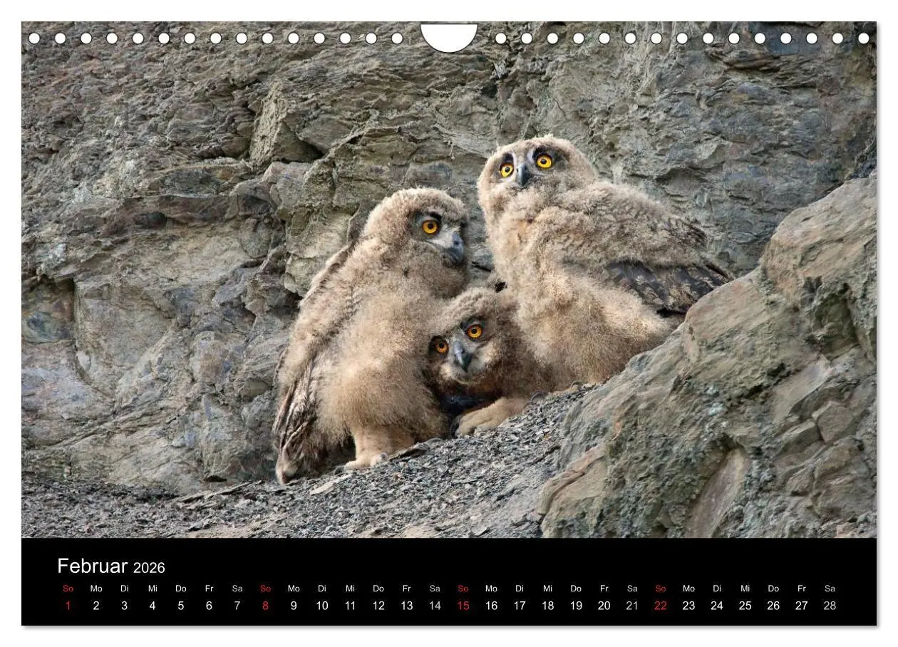 Bild: 9783516153859 | Uhu - König der Nacht (Wandkalender 2026 DIN A4 quer), CALVENDO...
