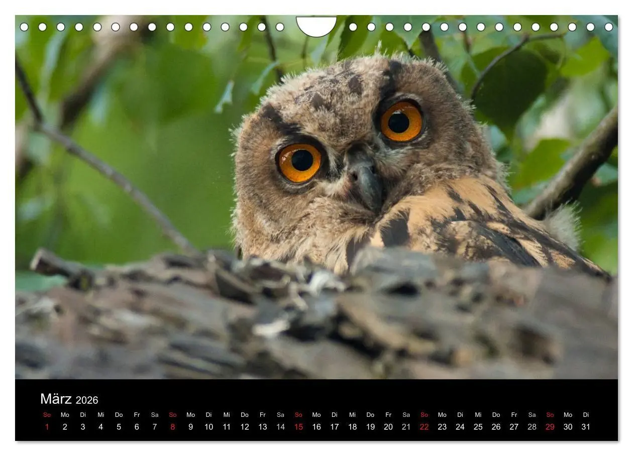 Bild: 9783516153859 | Uhu - König der Nacht (Wandkalender 2026 DIN A4 quer), CALVENDO...