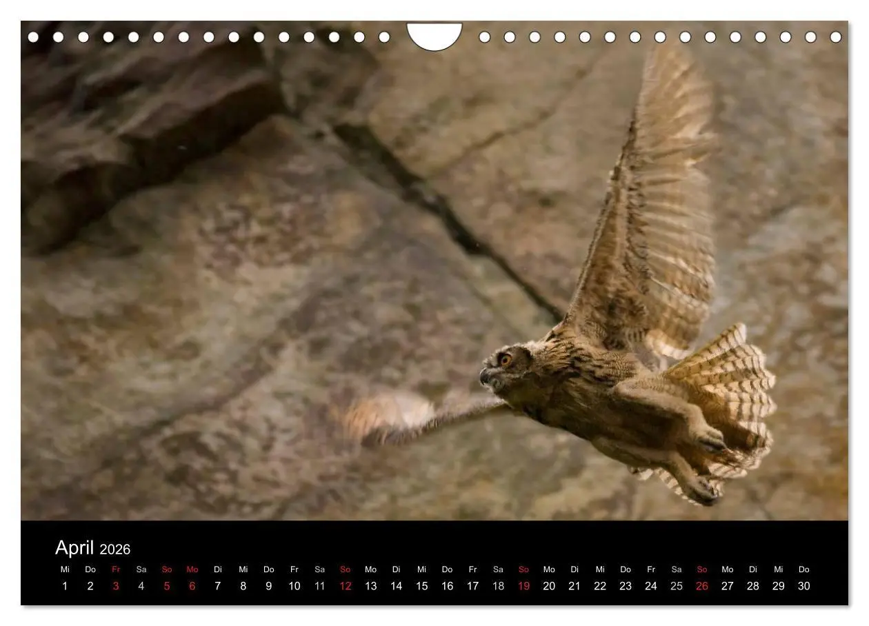 Bild: 9783516153859 | Uhu - König der Nacht (Wandkalender 2026 DIN A4 quer), CALVENDO...
