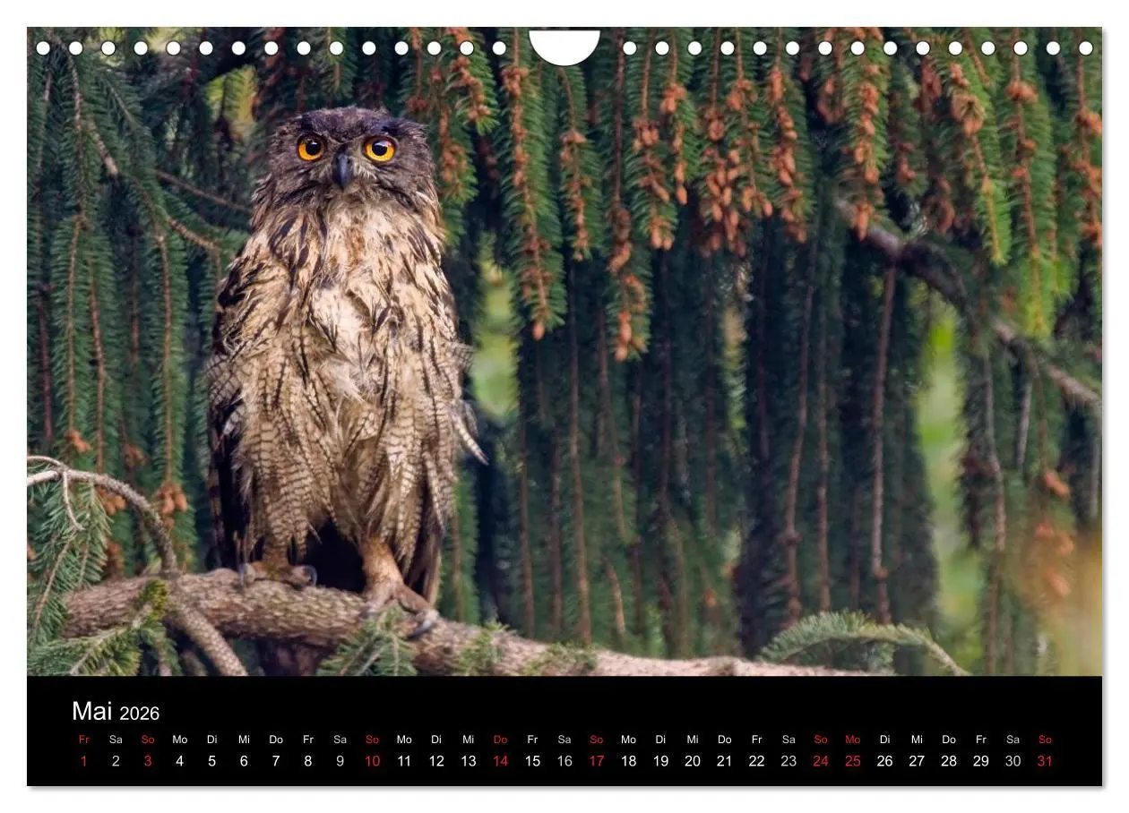 Bild: 9783516153859 | Uhu - König der Nacht (Wandkalender 2026 DIN A4 quer), CALVENDO...