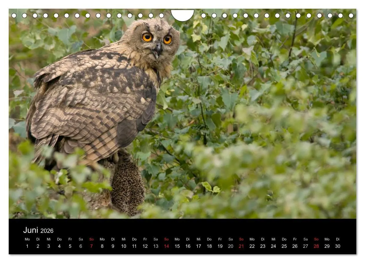 Bild: 9783516153859 | Uhu - König der Nacht (Wandkalender 2026 DIN A4 quer), CALVENDO...