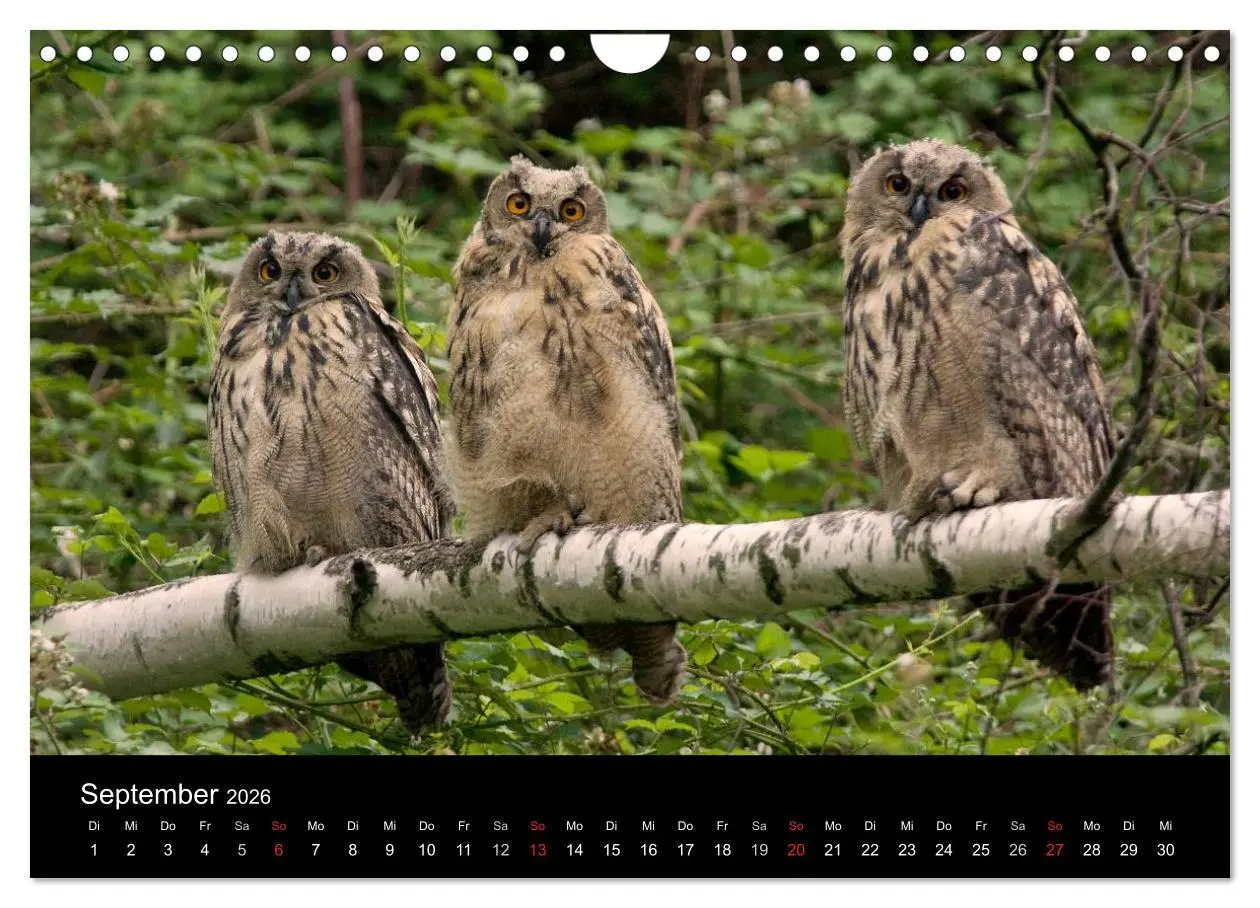 Bild: 9783516153859 | Uhu - König der Nacht (Wandkalender 2026 DIN A4 quer), CALVENDO...