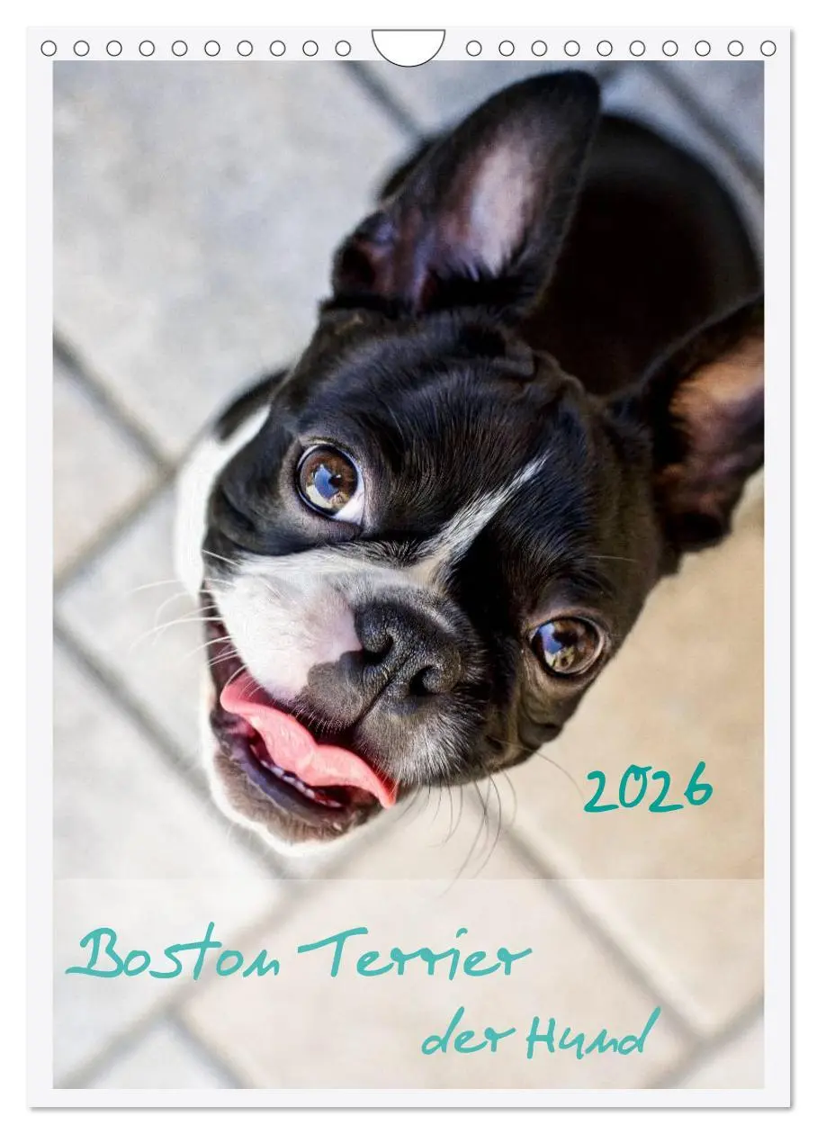 Cover: 9783516453959 | Boston Terrier der Hund 2026 (Wandkalender 2026 DIN A4 hoch),...