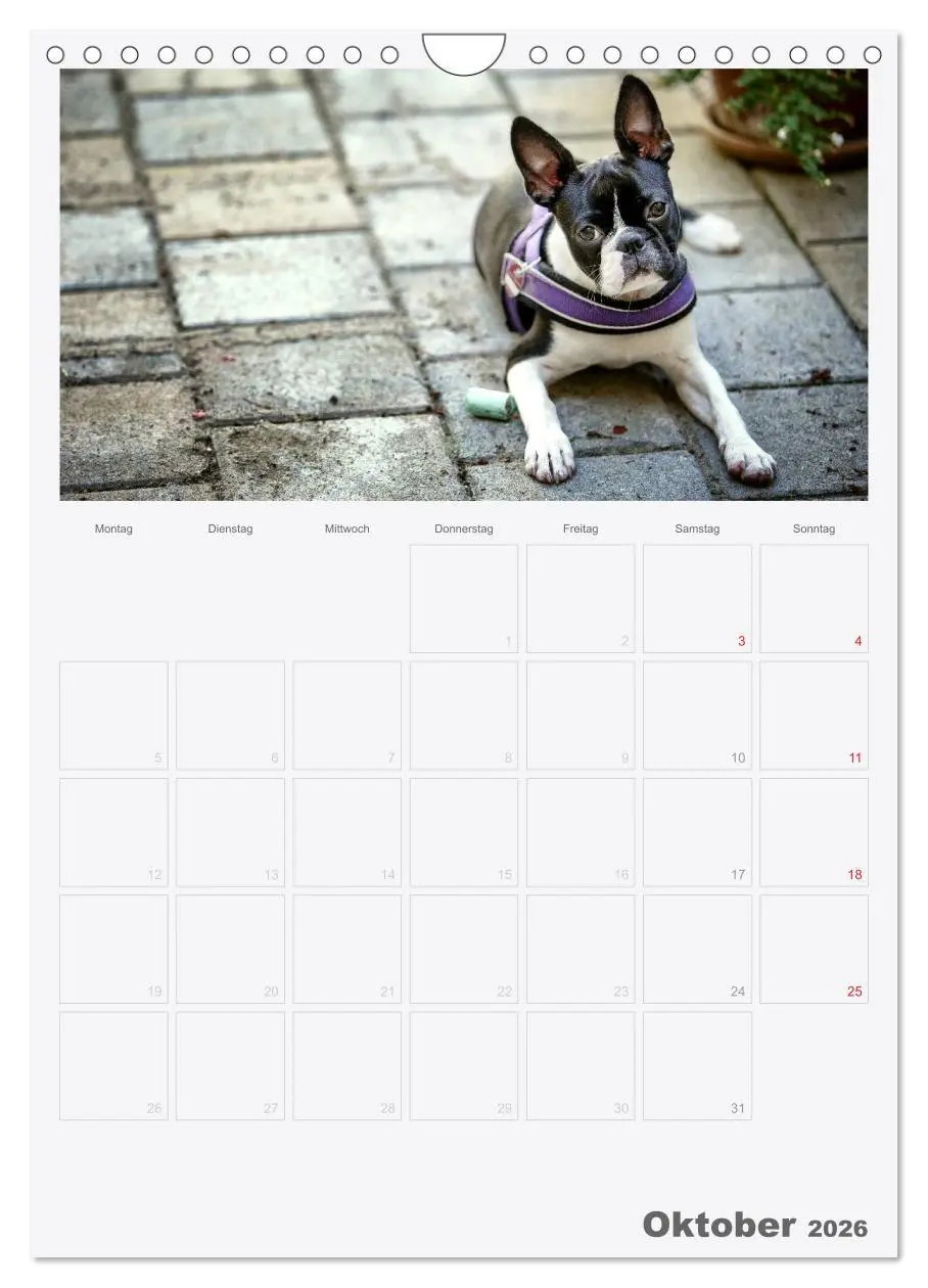 Bild: 9783516453959 | Boston Terrier der Hund 2026 (Wandkalender 2026 DIN A4 hoch),...