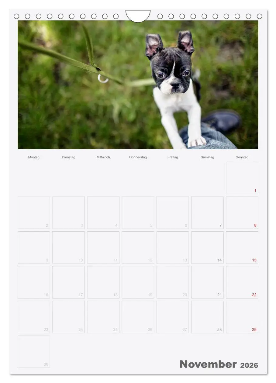 Bild: 9783516453959 | Boston Terrier der Hund 2026 (Wandkalender 2026 DIN A4 hoch),...