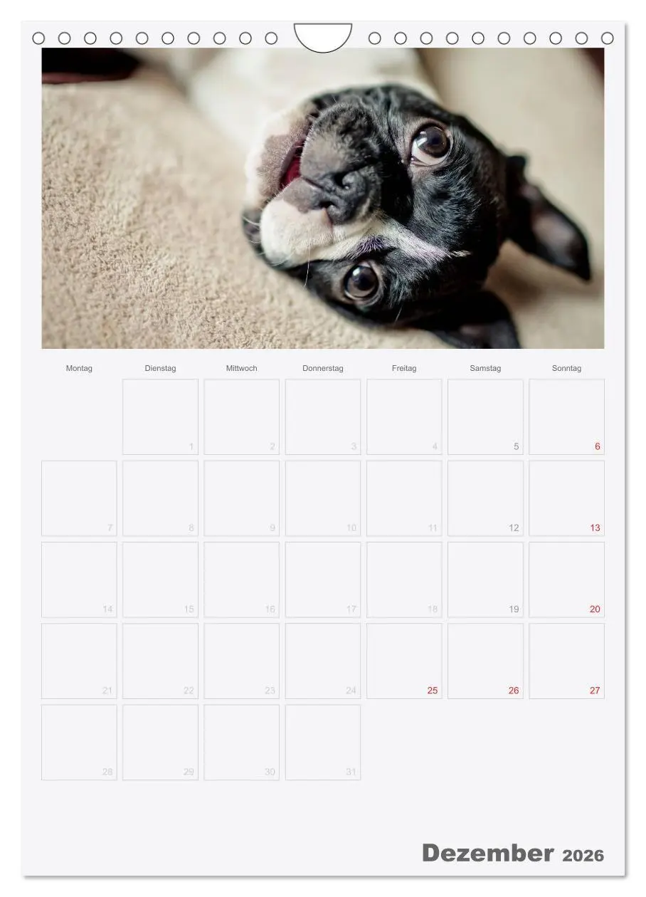 Bild: 9783516453959 | Boston Terrier der Hund 2026 (Wandkalender 2026 DIN A4 hoch),...