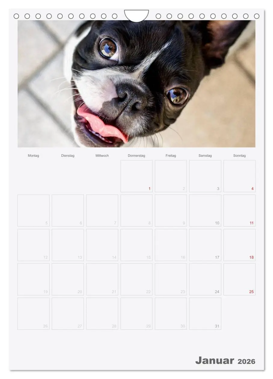 Bild: 9783516453959 | Boston Terrier der Hund 2026 (Wandkalender 2026 DIN A4 hoch),...