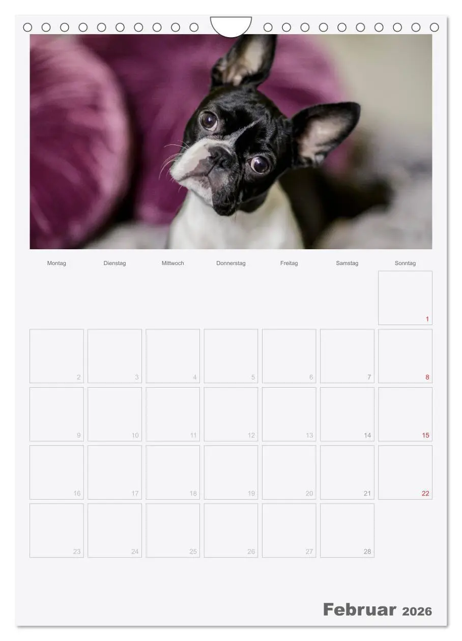 Bild: 9783516453959 | Boston Terrier der Hund 2026 (Wandkalender 2026 DIN A4 hoch),...