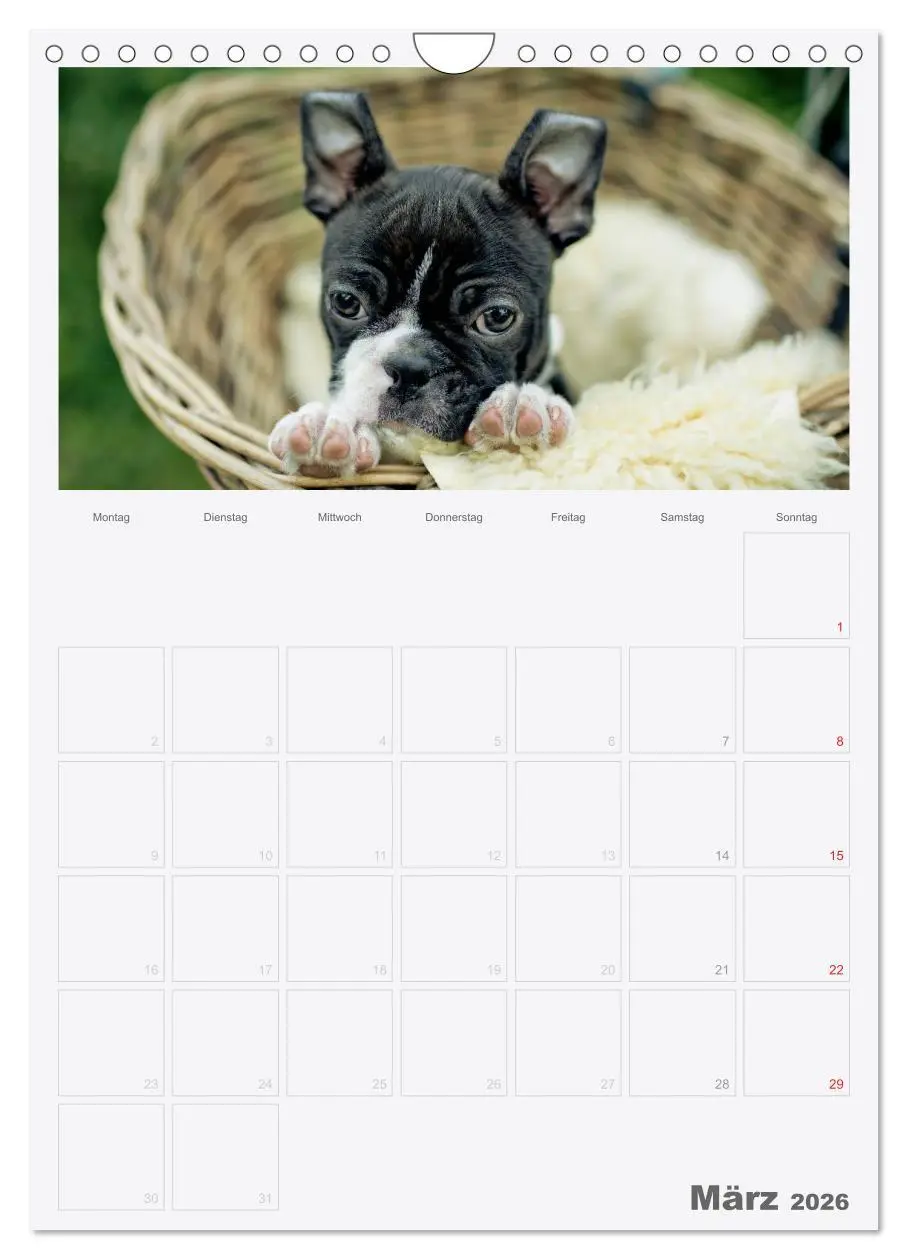 Bild: 9783516453959 | Boston Terrier der Hund 2026 (Wandkalender 2026 DIN A4 hoch),...