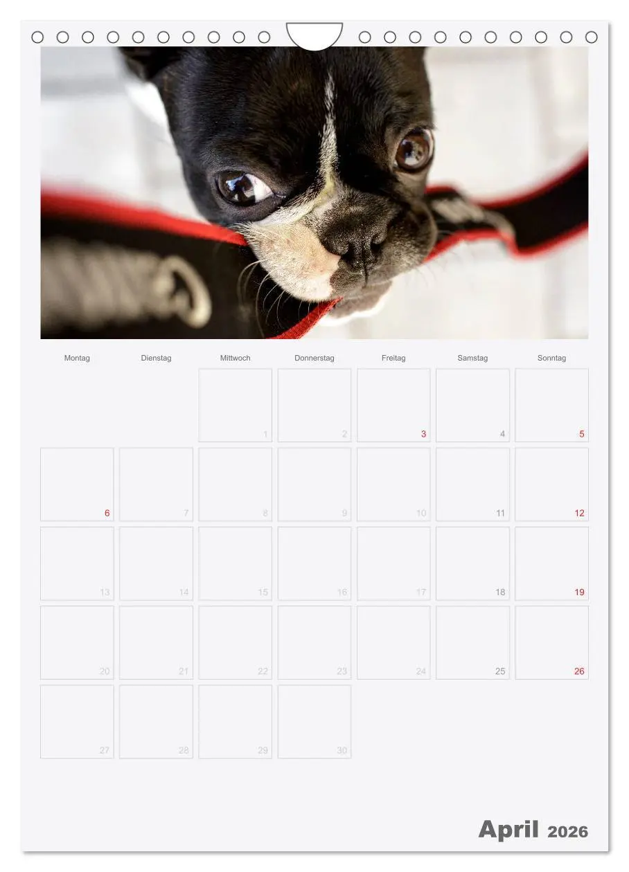 Bild: 9783516453959 | Boston Terrier der Hund 2026 (Wandkalender 2026 DIN A4 hoch),...