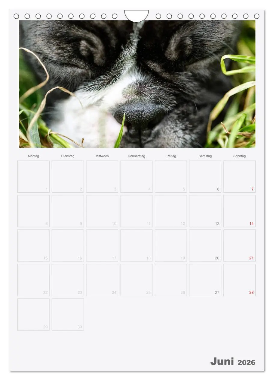 Bild: 9783516453959 | Boston Terrier der Hund 2026 (Wandkalender 2026 DIN A4 hoch),...