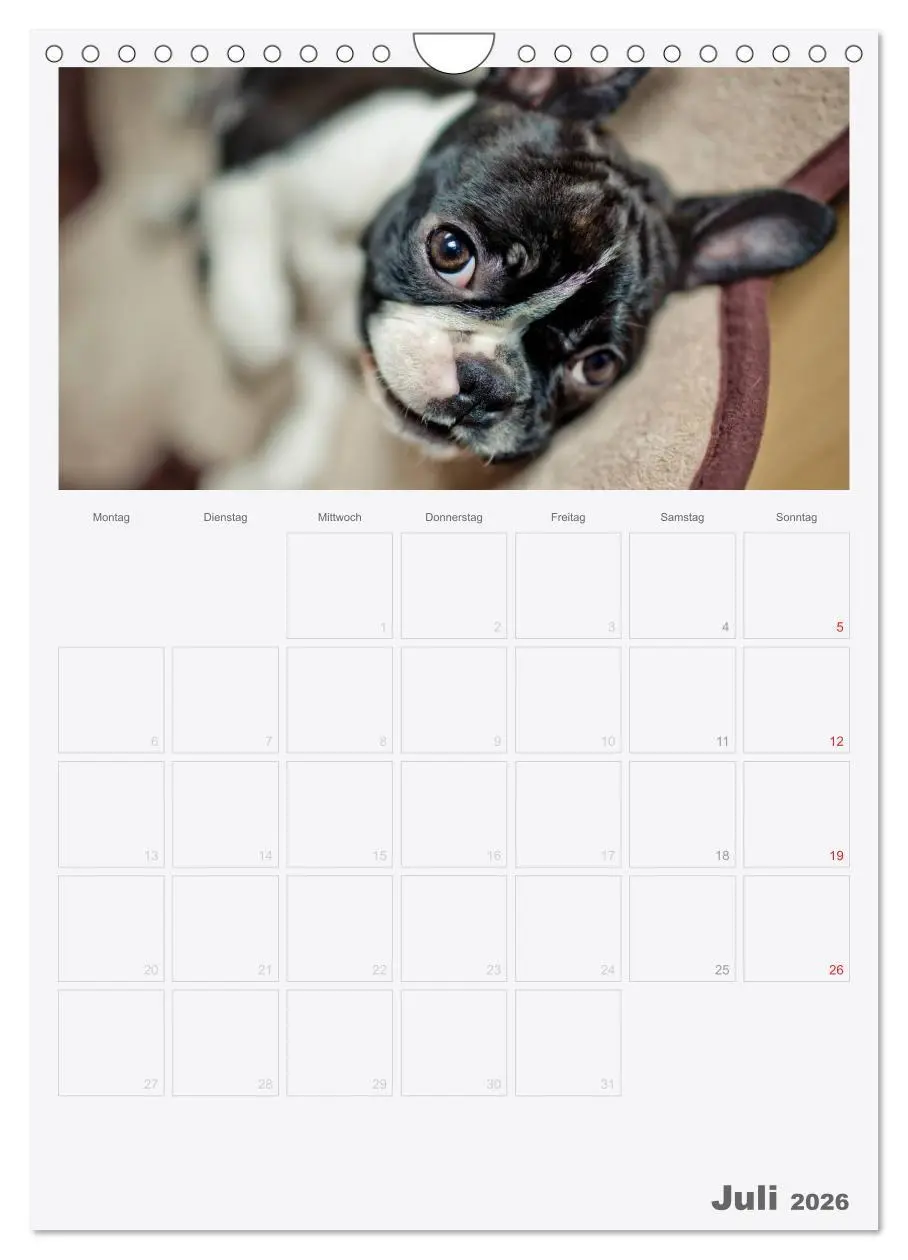 Bild: 9783516453959 | Boston Terrier der Hund 2026 (Wandkalender 2026 DIN A4 hoch),...