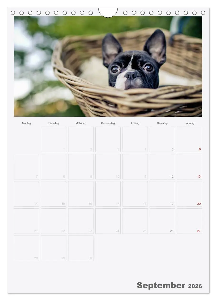 Bild: 9783516453959 | Boston Terrier der Hund 2026 (Wandkalender 2026 DIN A4 hoch),...