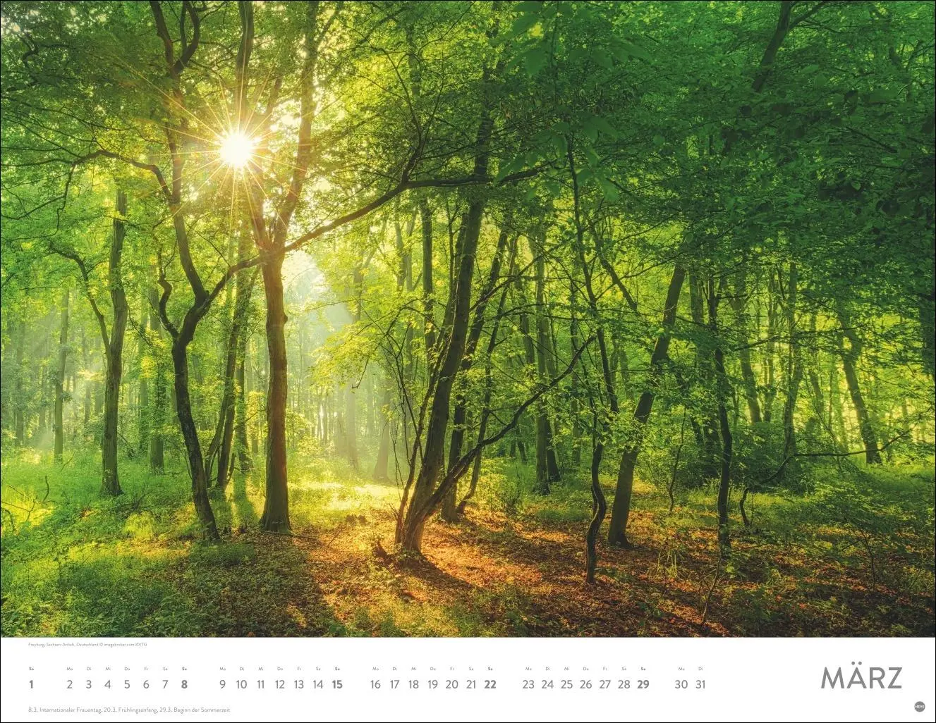 Bild: 9783756413959 | Schönheit des Waldes Posterkalender 2026 | Kalender | 14 S. | Deutsch