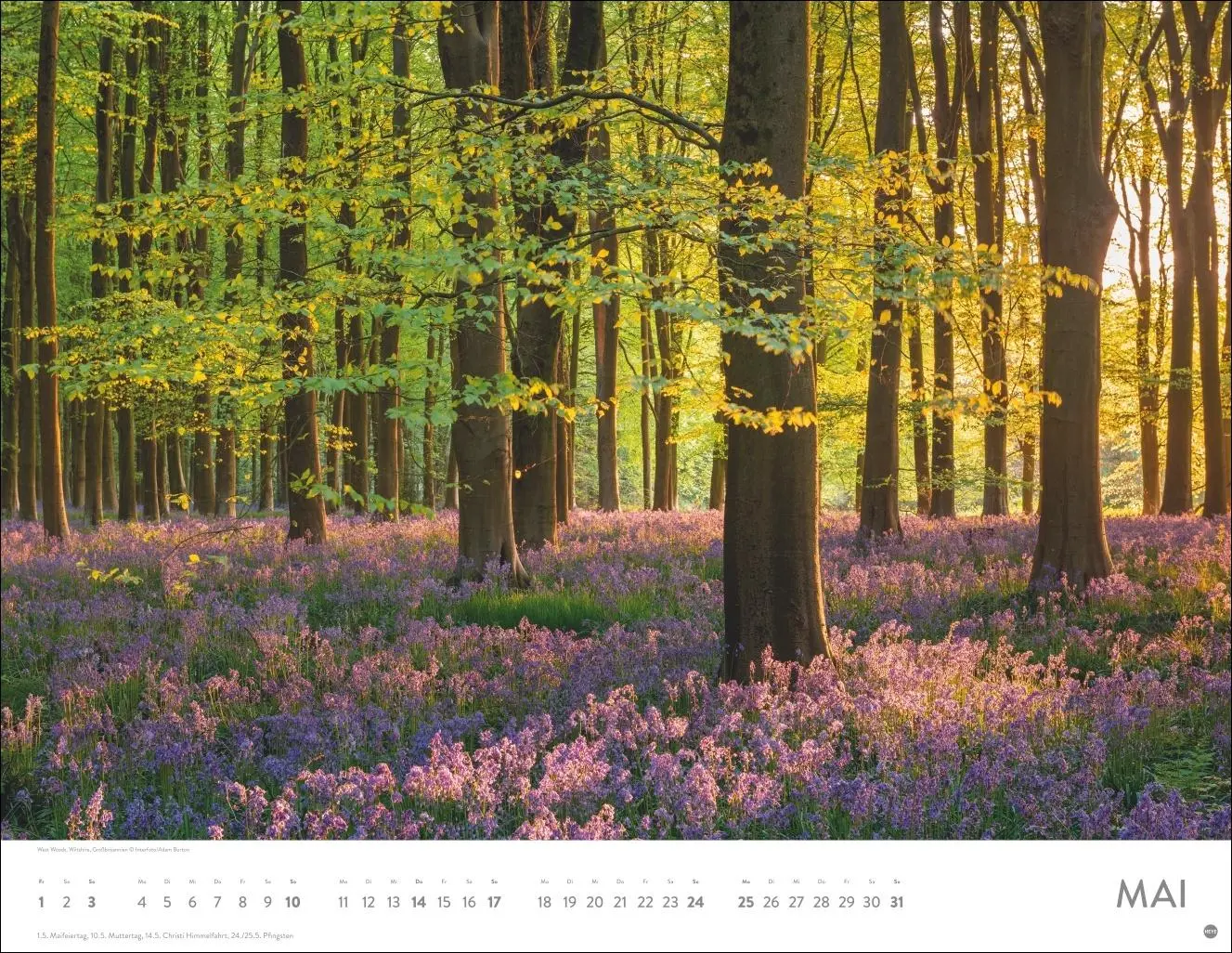 Bild: 9783756413959 | Schönheit des Waldes Posterkalender 2026 | Kalender | 14 S. | Deutsch