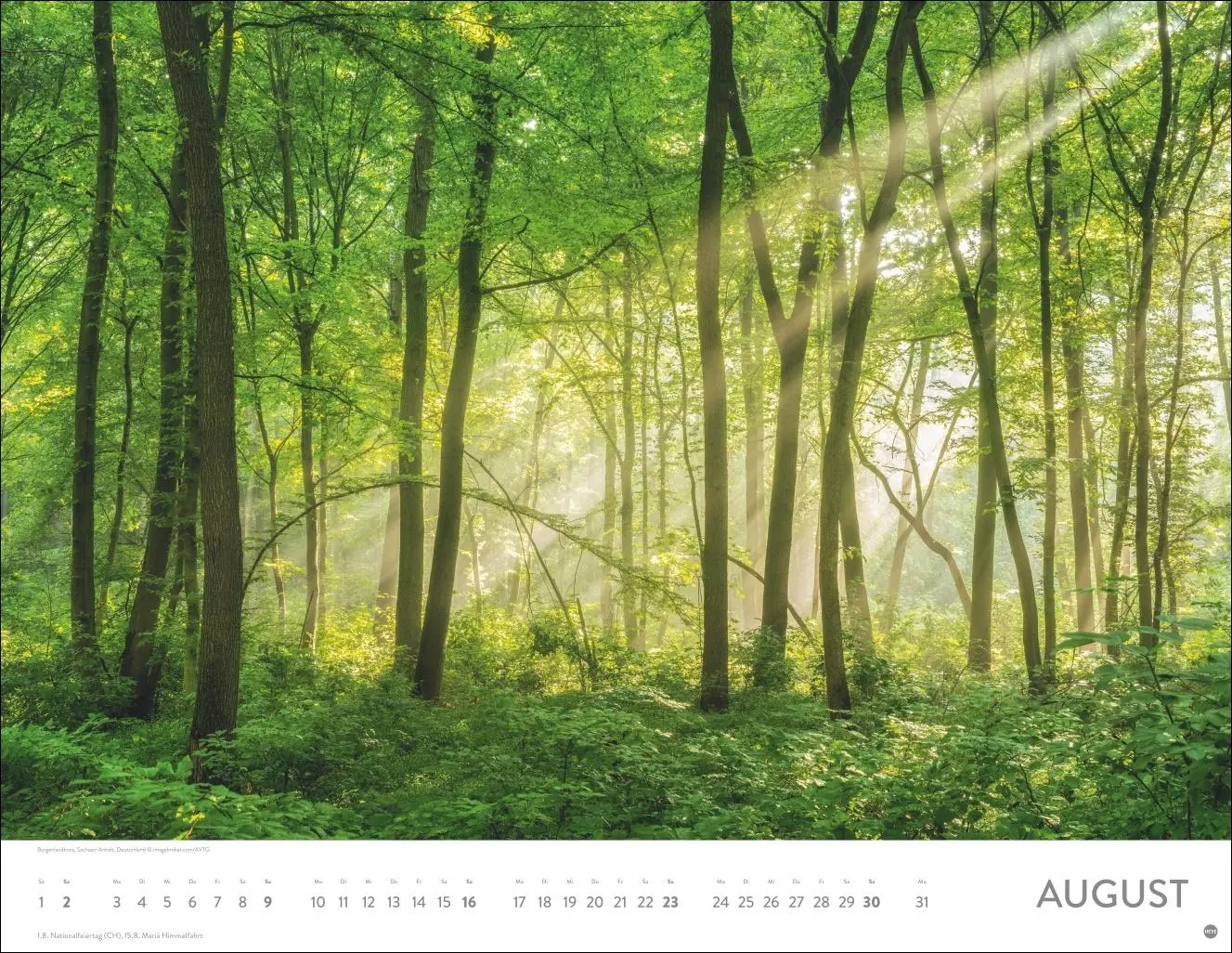 Bild: 9783756413959 | Schönheit des Waldes Posterkalender 2026 | Kalender | 14 S. | Deutsch