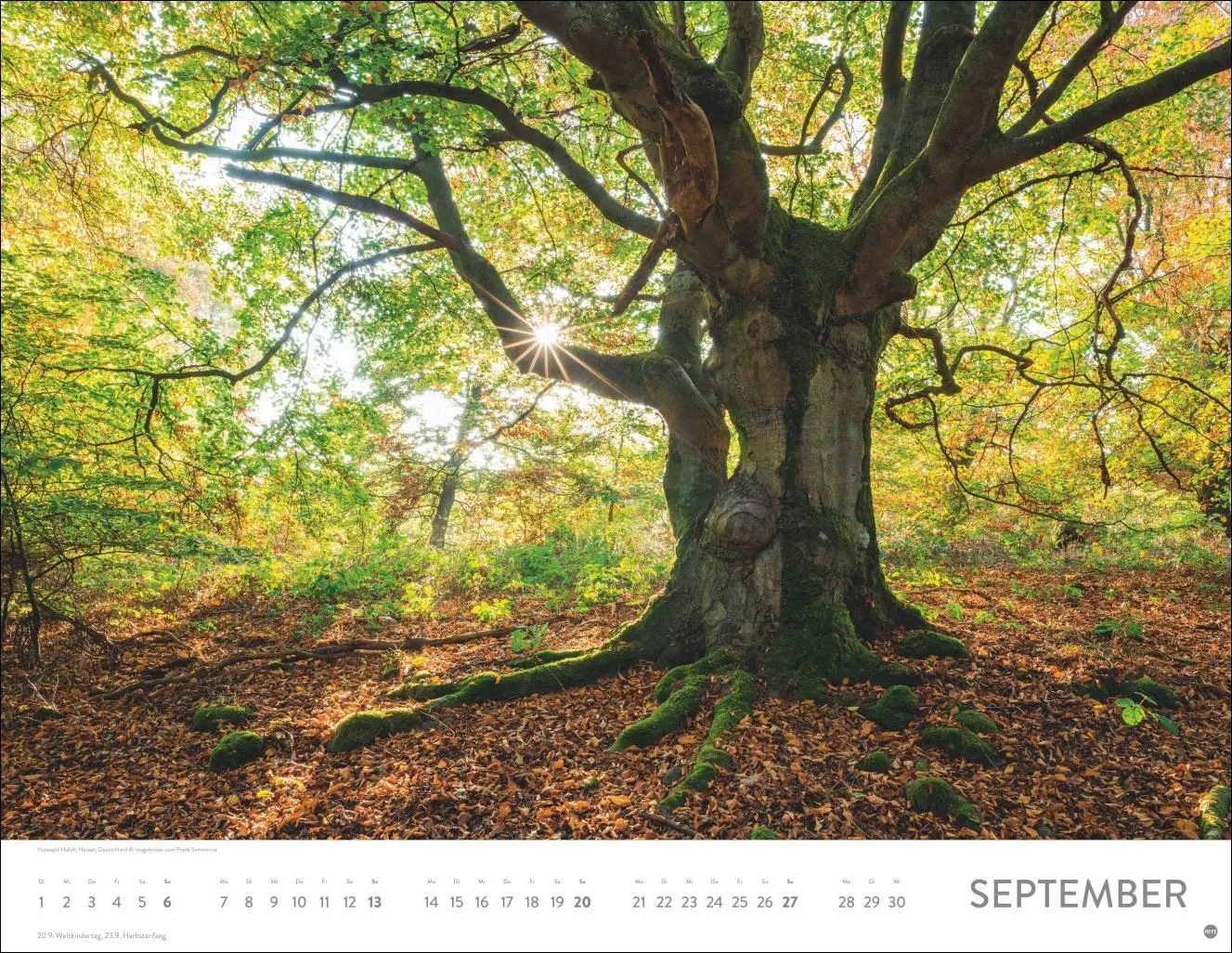 Bild: 9783756413959 | Schönheit des Waldes Posterkalender 2026 | Kalender | 14 S. | Deutsch