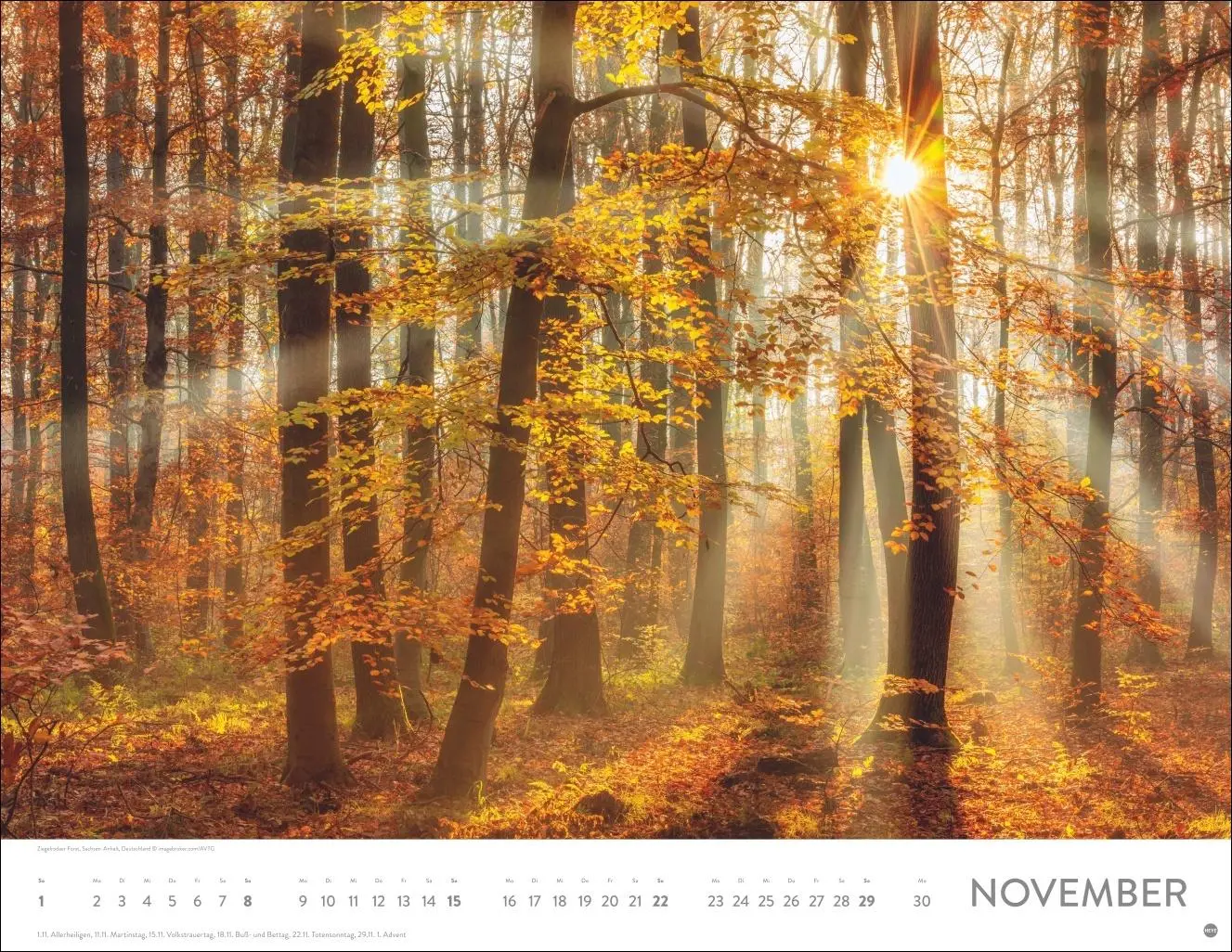 Bild: 9783756413959 | Schönheit des Waldes Posterkalender 2026 | Kalender | 14 S. | Deutsch
