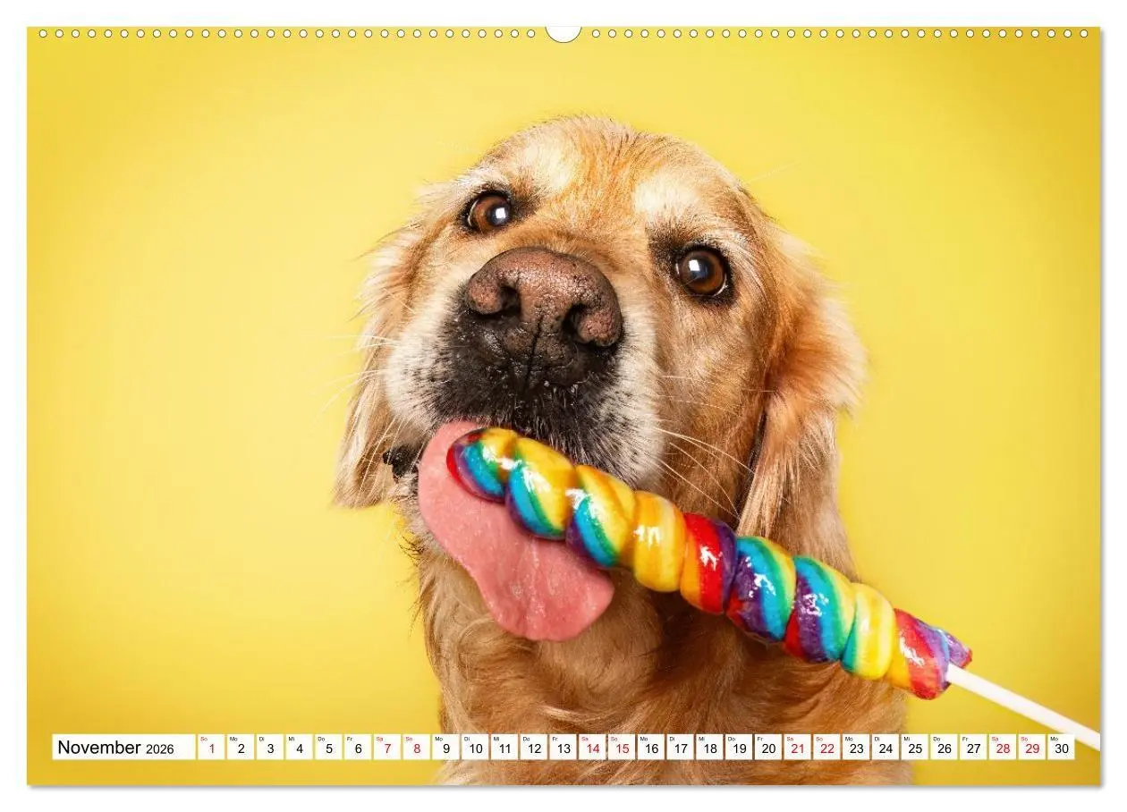 Bild: 9783516724059 | Hunde im Naschparadies (Wandkalender 2026 DIN A2 quer), CALVENDO...