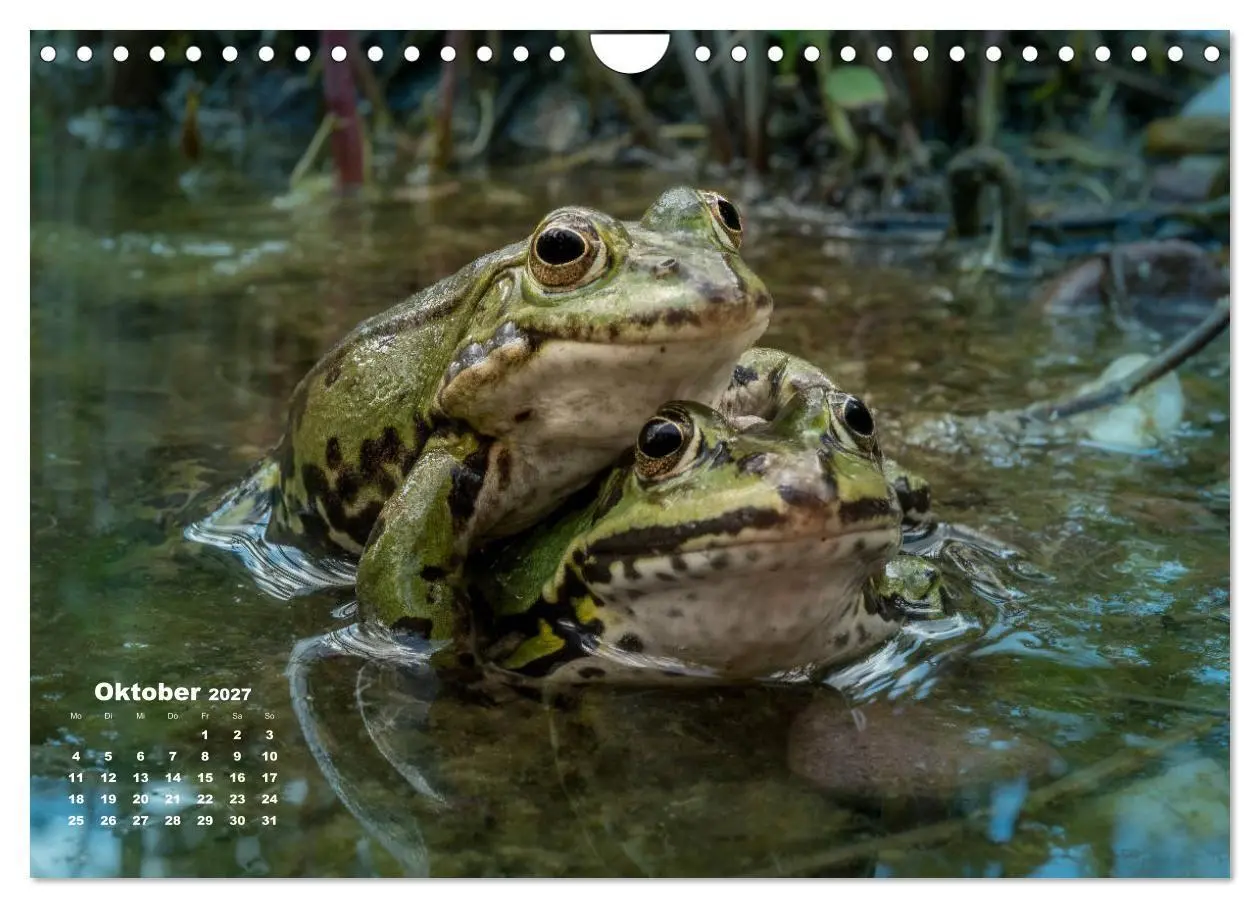 Bild: 9783569744059 | Glückliche Frösche (Wandkalender 2027 DIN A4 quer), CALVENDO...
