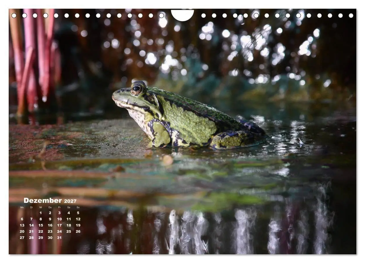 Bild: 9783569744059 | Glückliche Frösche (Wandkalender 2027 DIN A4 quer), CALVENDO...