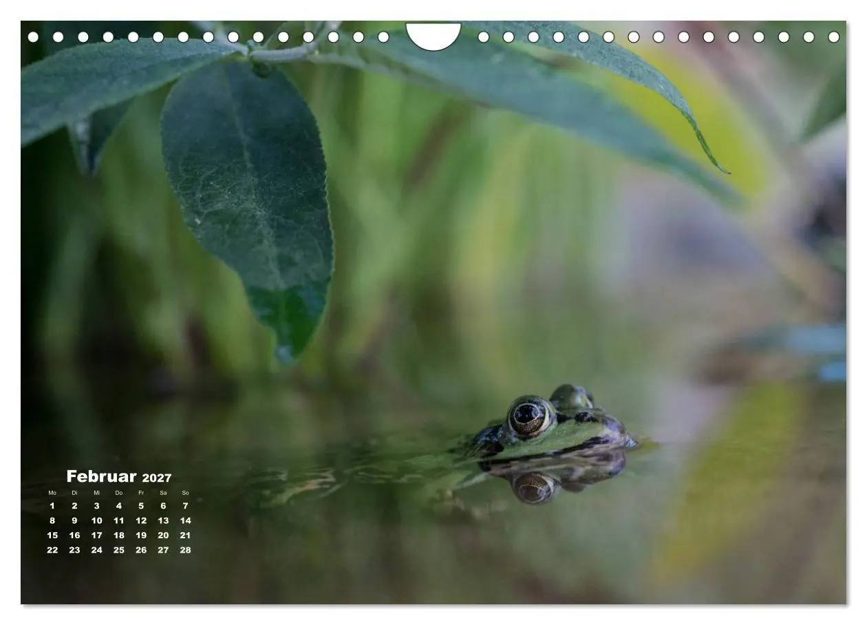 Bild: 9783569744059 | Glückliche Frösche (Wandkalender 2027 DIN A4 quer), CALVENDO...