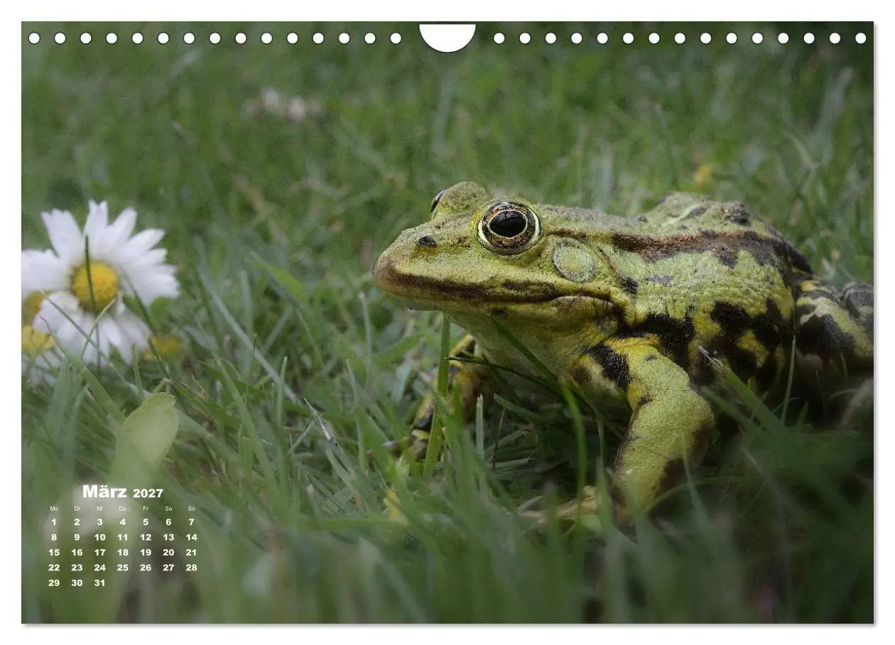 Bild: 9783569744059 | Glückliche Frösche (Wandkalender 2027 DIN A4 quer), CALVENDO...