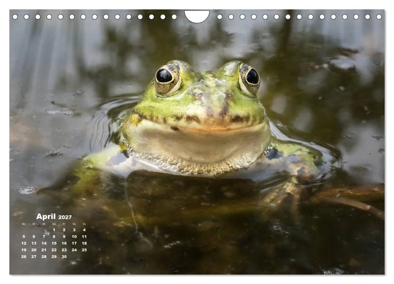 Bild: 9783569744059 | Glückliche Frösche (Wandkalender 2027 DIN A4 quer), CALVENDO...