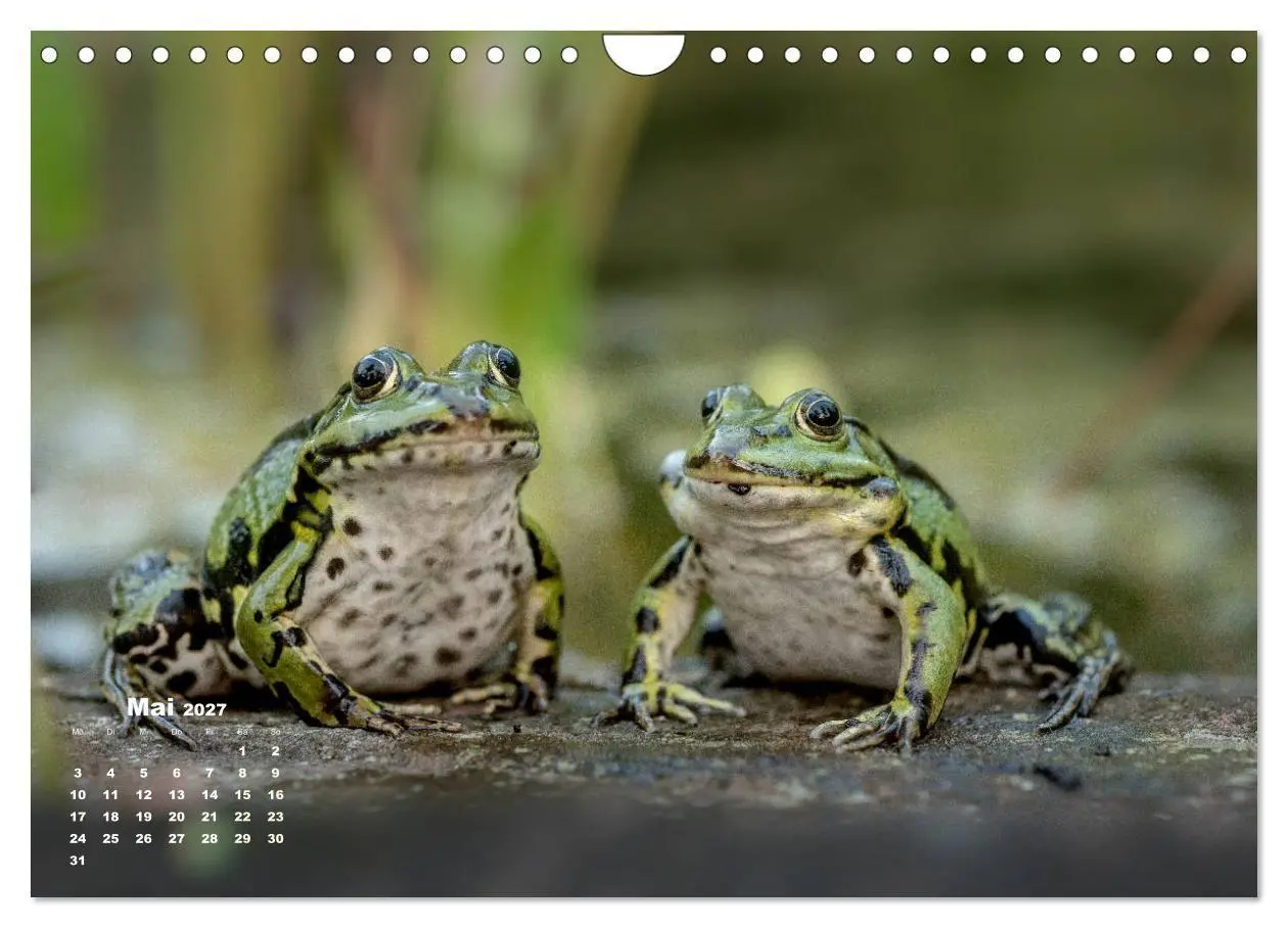 Bild: 9783569744059 | Glückliche Frösche (Wandkalender 2027 DIN A4 quer), CALVENDO...