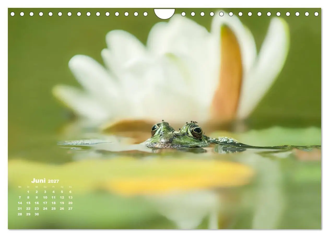 Bild: 9783569744059 | Glückliche Frösche (Wandkalender 2027 DIN A4 quer), CALVENDO...