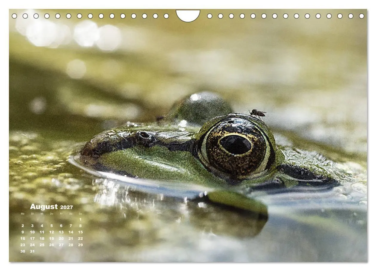 Bild: 9783569744059 | Glückliche Frösche (Wandkalender 2027 DIN A4 quer), CALVENDO...