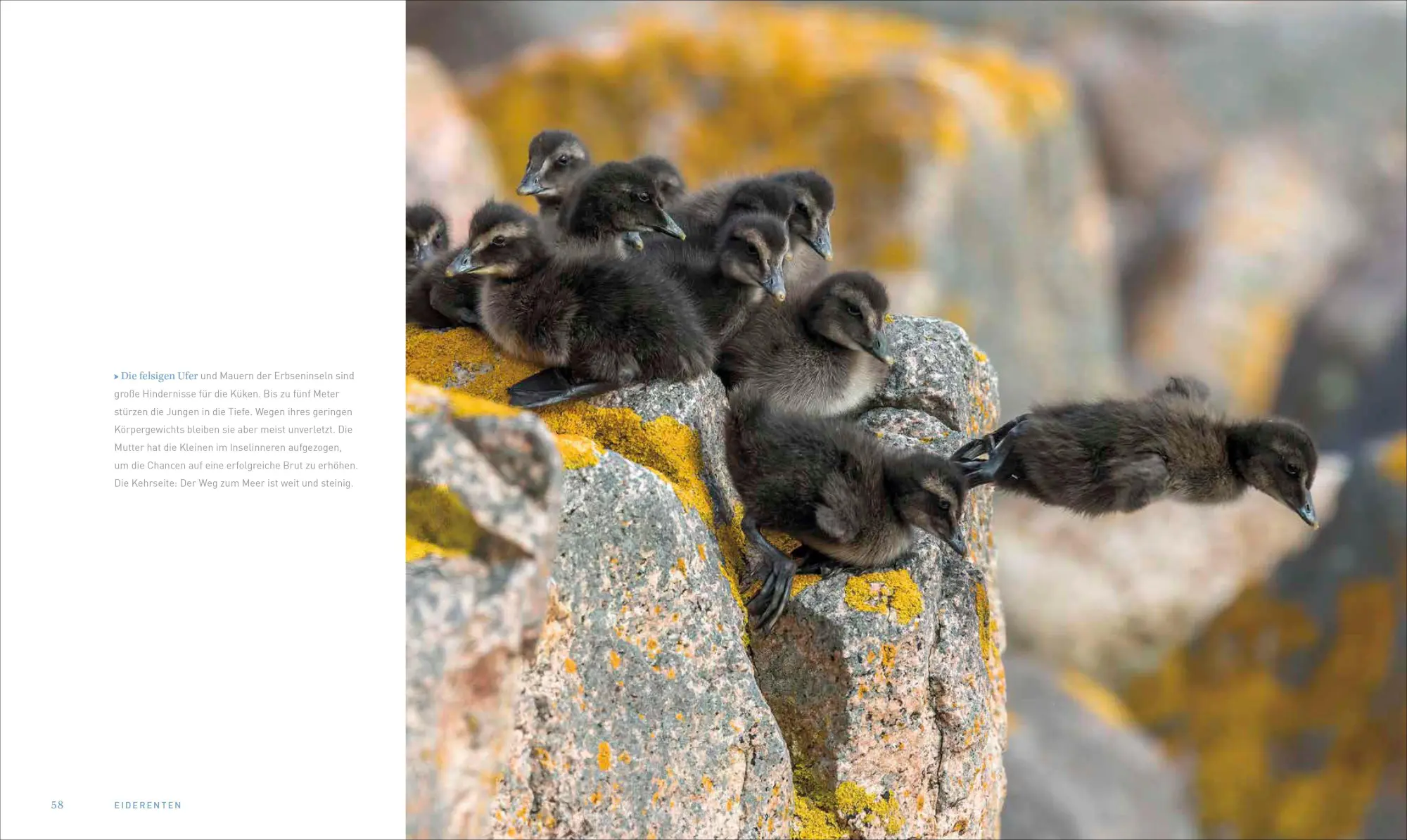 Bild: 9783954164059 | Bildband - Unsere Meere | Thomas Behrend | Buch | 240 S. | Deutsch