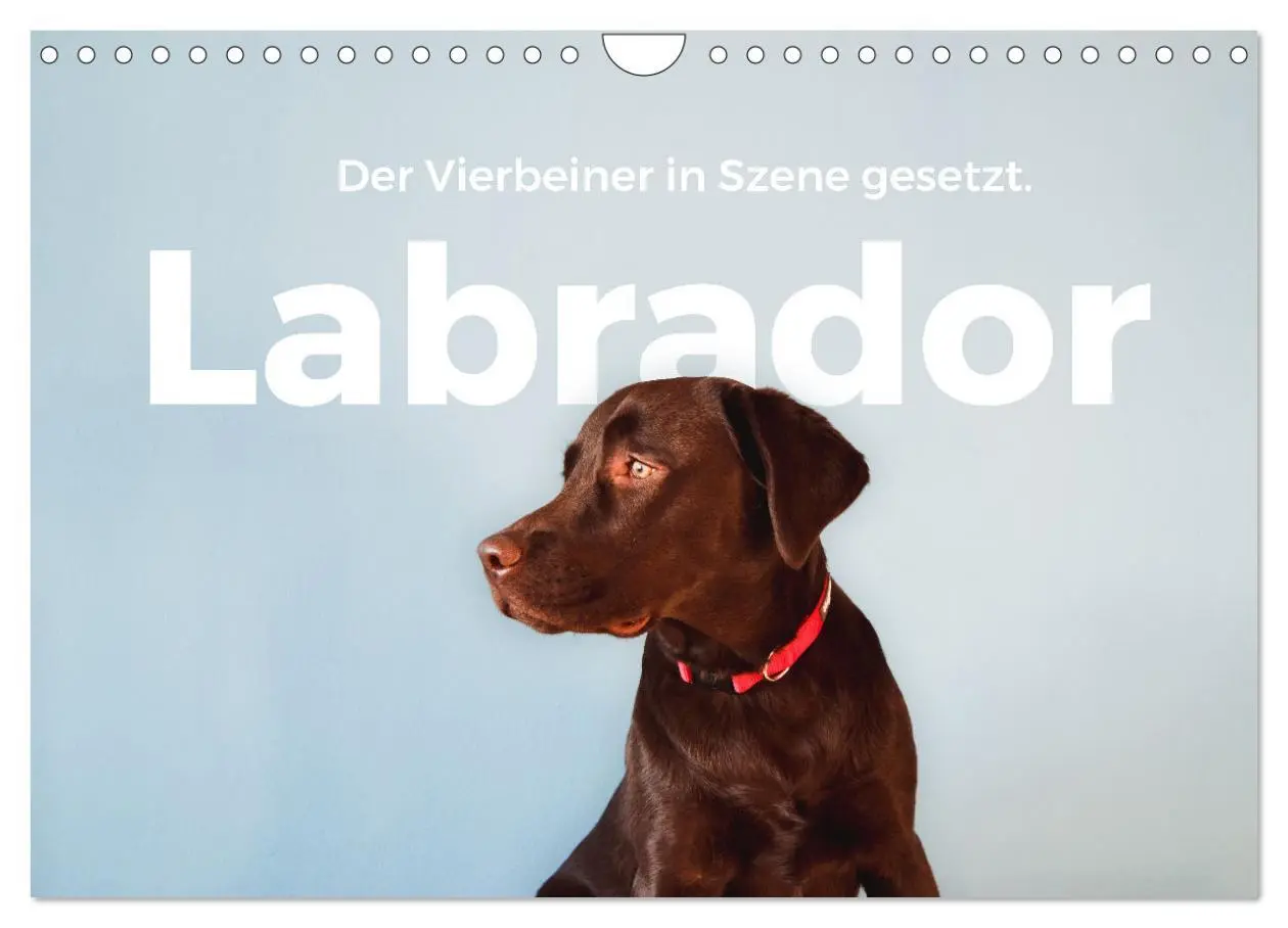 Cover: 9783457554159 | Labrador - Der Vierbeiner in Szene gesetzt. (Wandkalender 2026 DIN...
