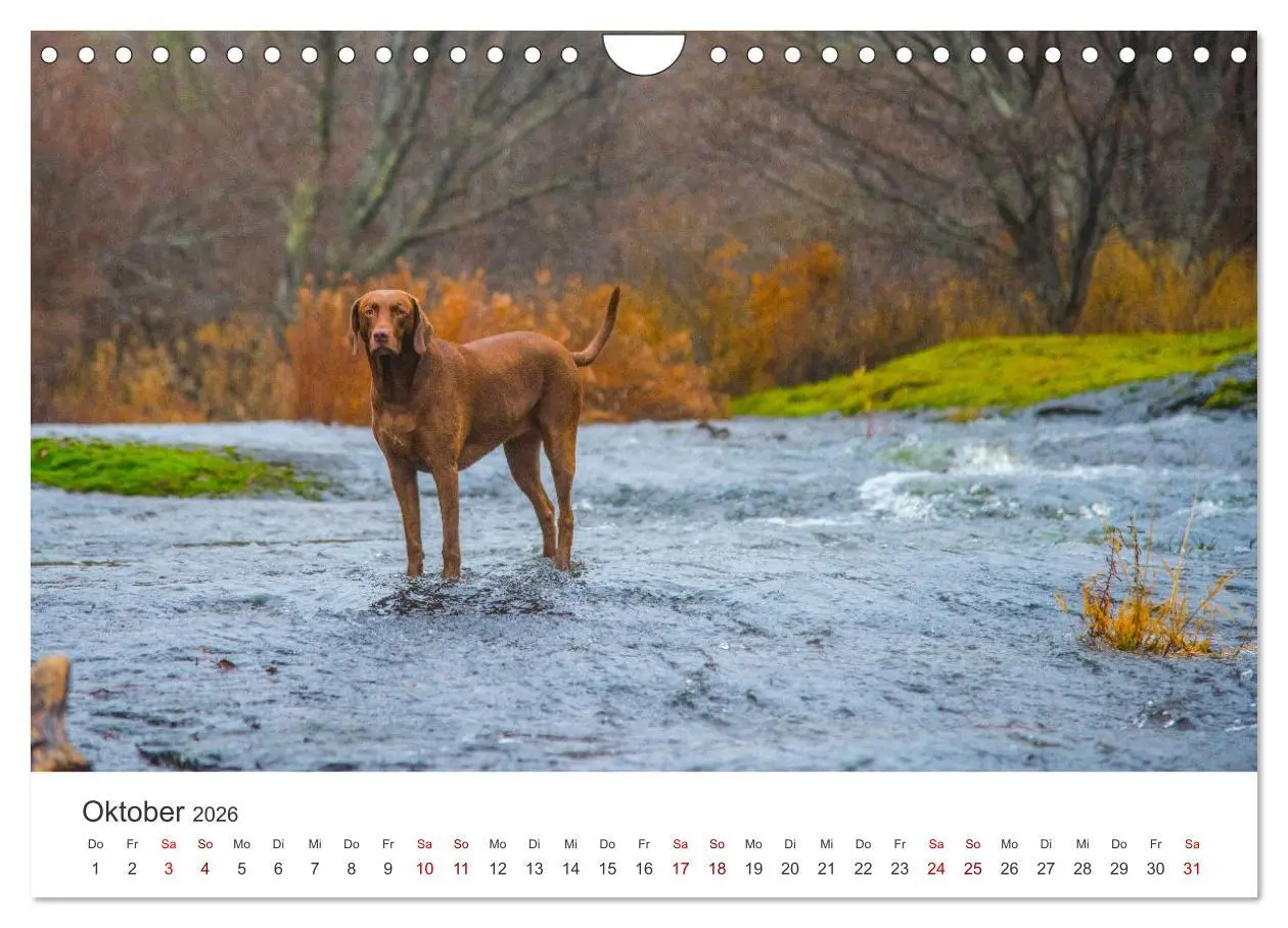 Bild: 9783457554159 | Labrador - Der Vierbeiner in Szene gesetzt. (Wandkalender 2026 DIN...
