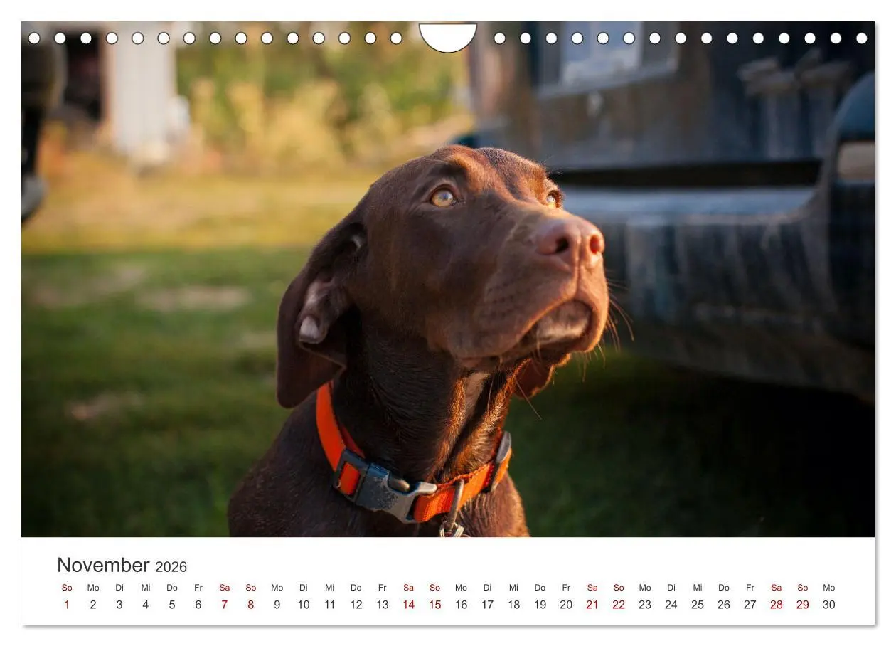 Bild: 9783457554159 | Labrador - Der Vierbeiner in Szene gesetzt. (Wandkalender 2026 DIN...