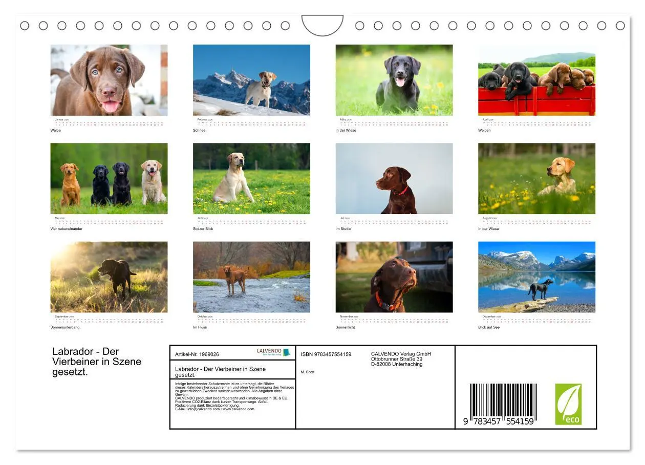 Bild: 9783457554159 | Labrador - Der Vierbeiner in Szene gesetzt. (Wandkalender 2026 DIN...